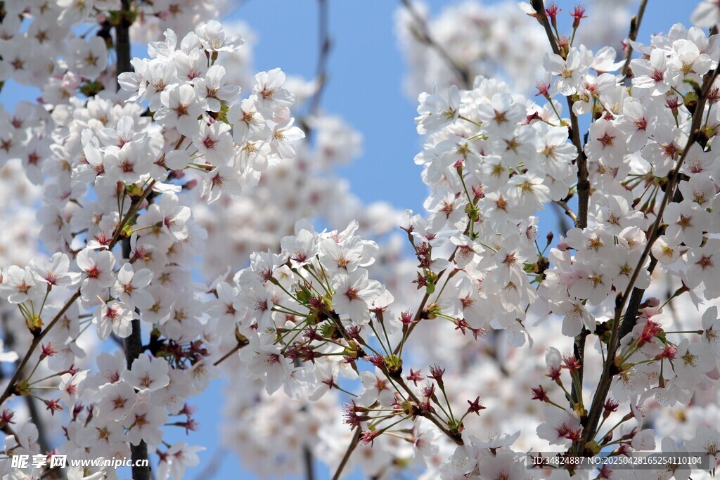 枝頭繁花綻藍(lán)天