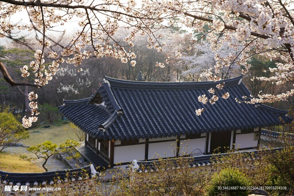 春日櫻花下的傳統建筑