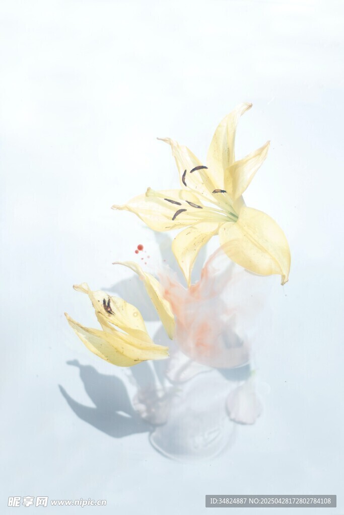 透明花瓶中的黃色百合花