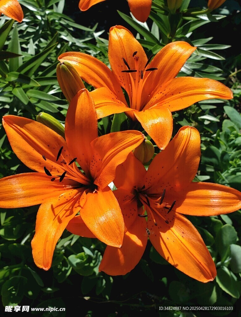 橙色百合花綻放