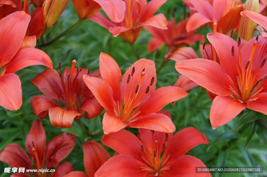 紅色百合花