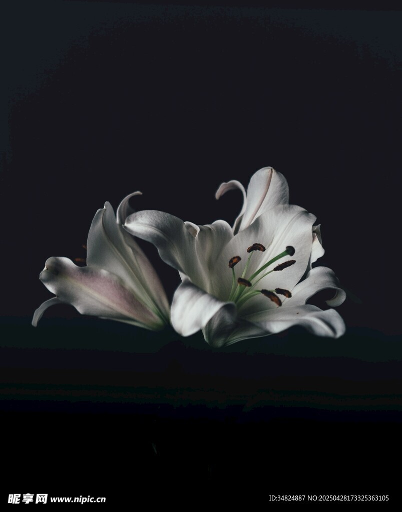 優(yōu)雅綻放的白色百合花