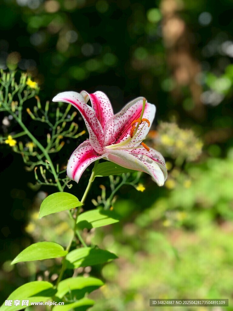 嬌艷條紋百合花綻放