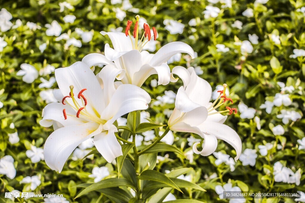白色百合花綻放于綠葉間