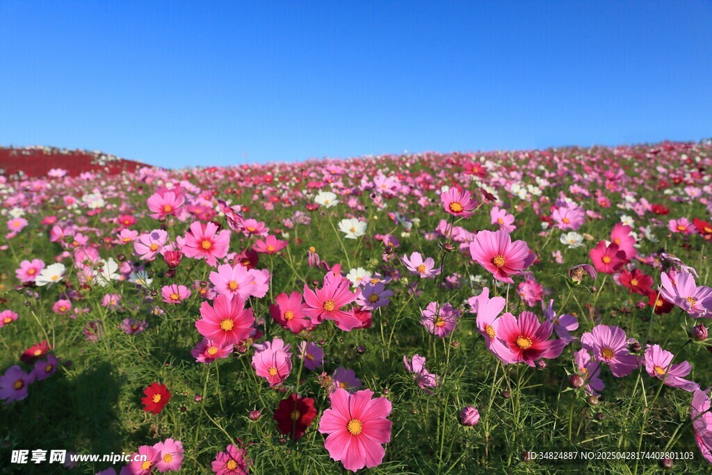 波斯菊花海