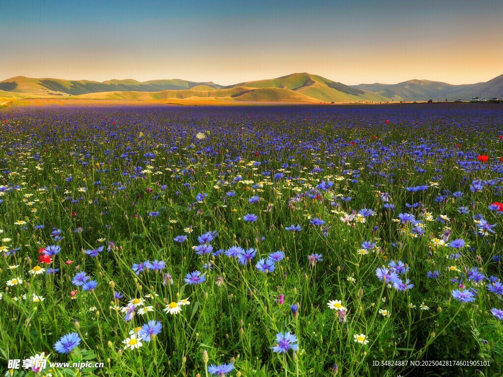 小鄒菊花海