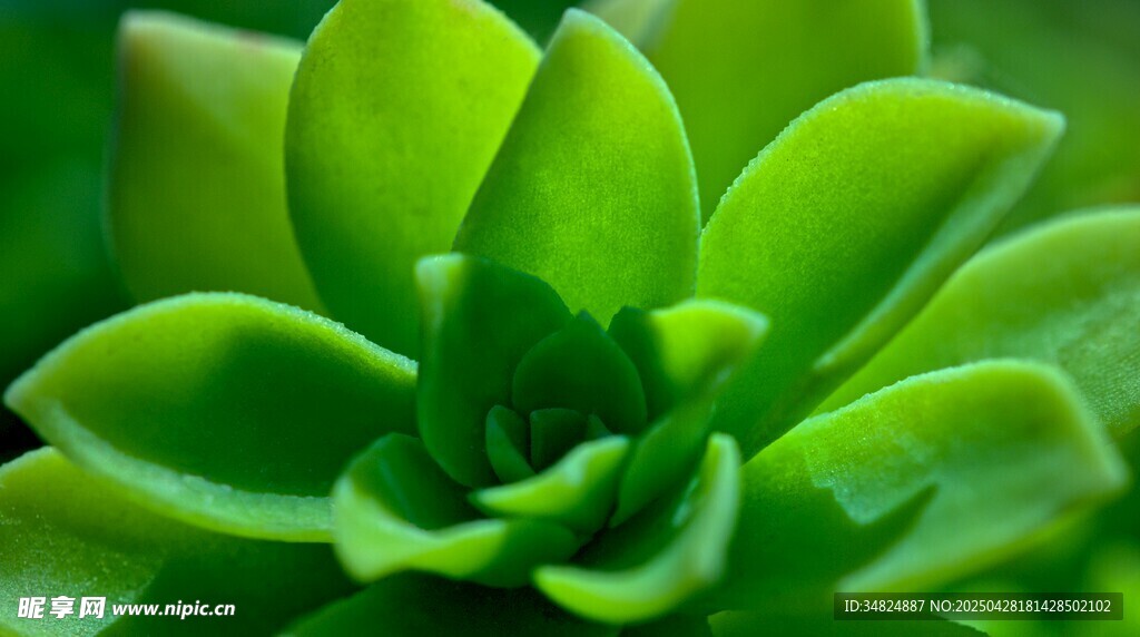 翠綠多肉植物特寫
