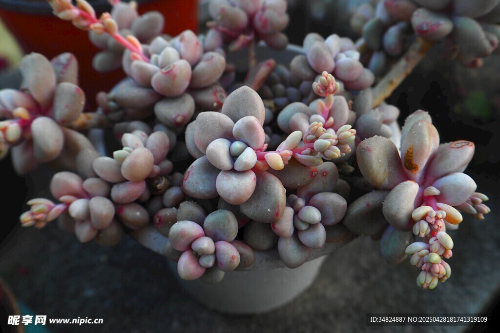 可愛(ài)多肉植物盆栽展示