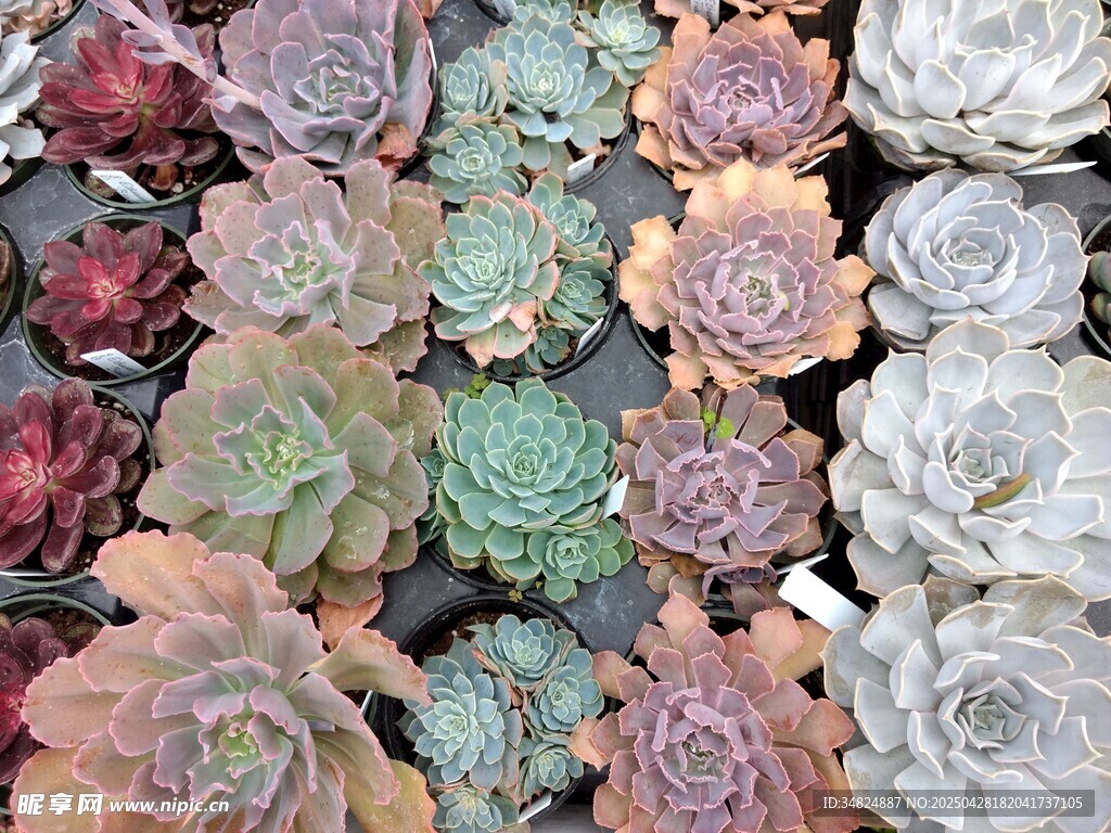 多彩多肉植物