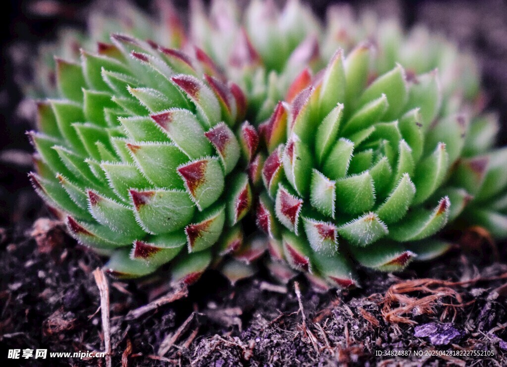 多肉植物特寫