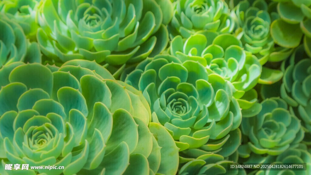 翠綠多肉植物特寫