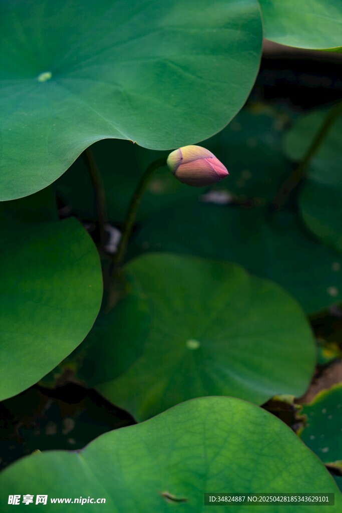 荷葉間的粉嫩荷花花苞