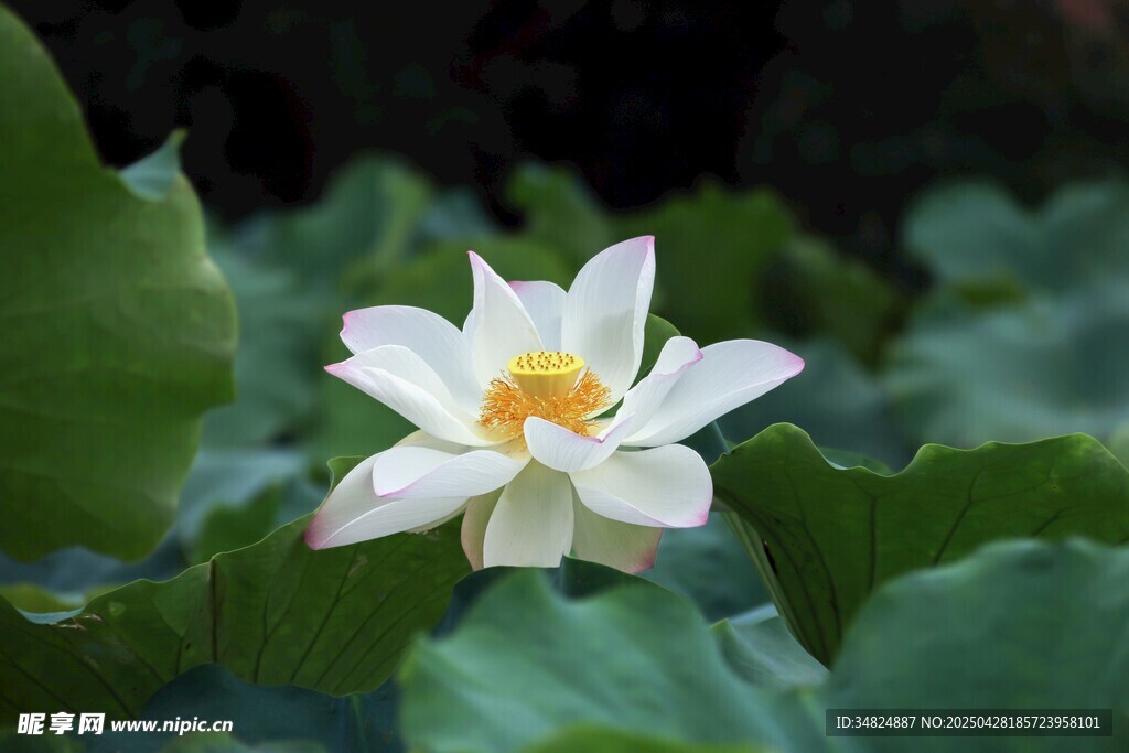 潔白荷花綻放綠葉間