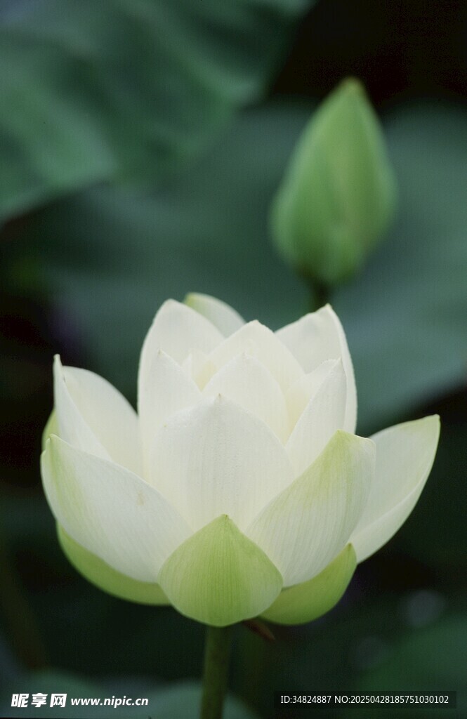 潔白綻放的清新荷花