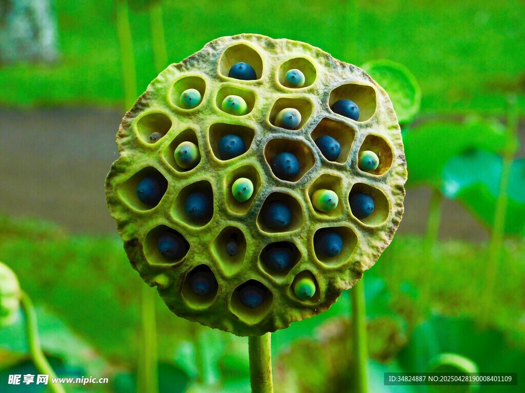 蓮蓬特寫