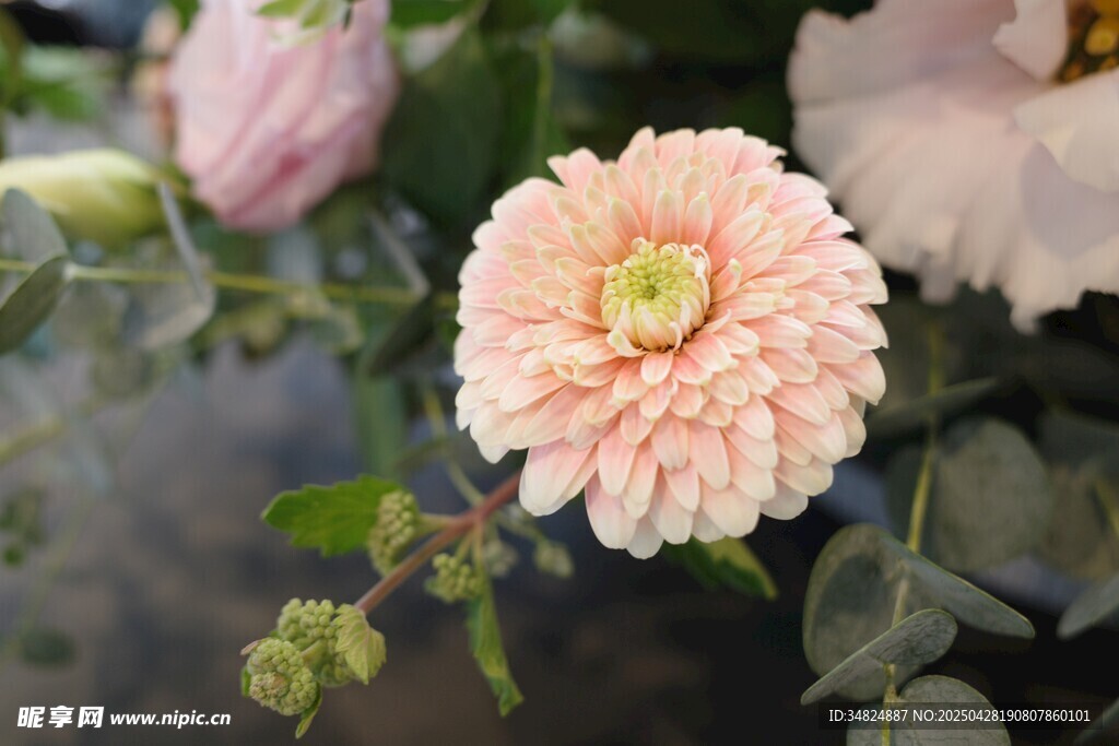 柔美粉色菊花綻放瞬間