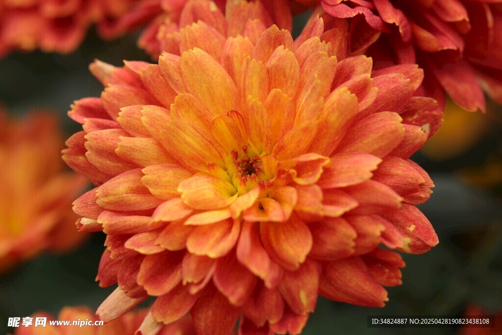 橙紅色菊花特寫