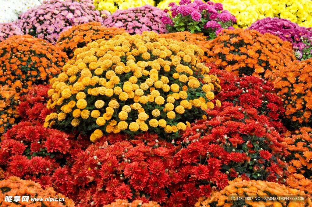多彩菊花綻放
