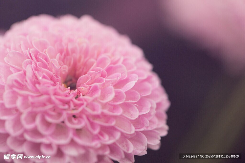粉色絨球菊花特寫(xiě)
