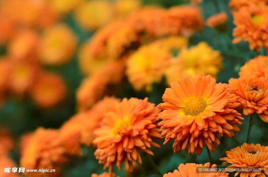 橙色菊花綻放美景
