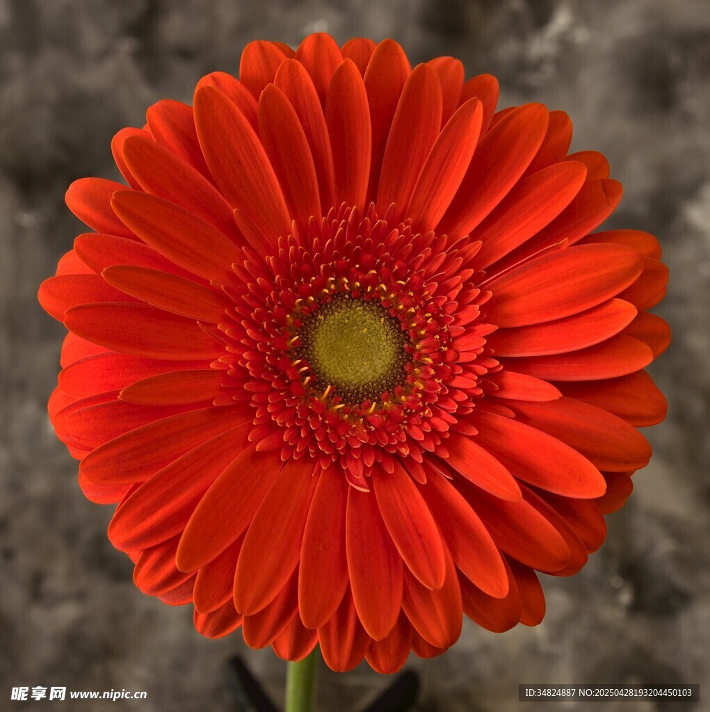 鮮艷紅色非洲菊特寫