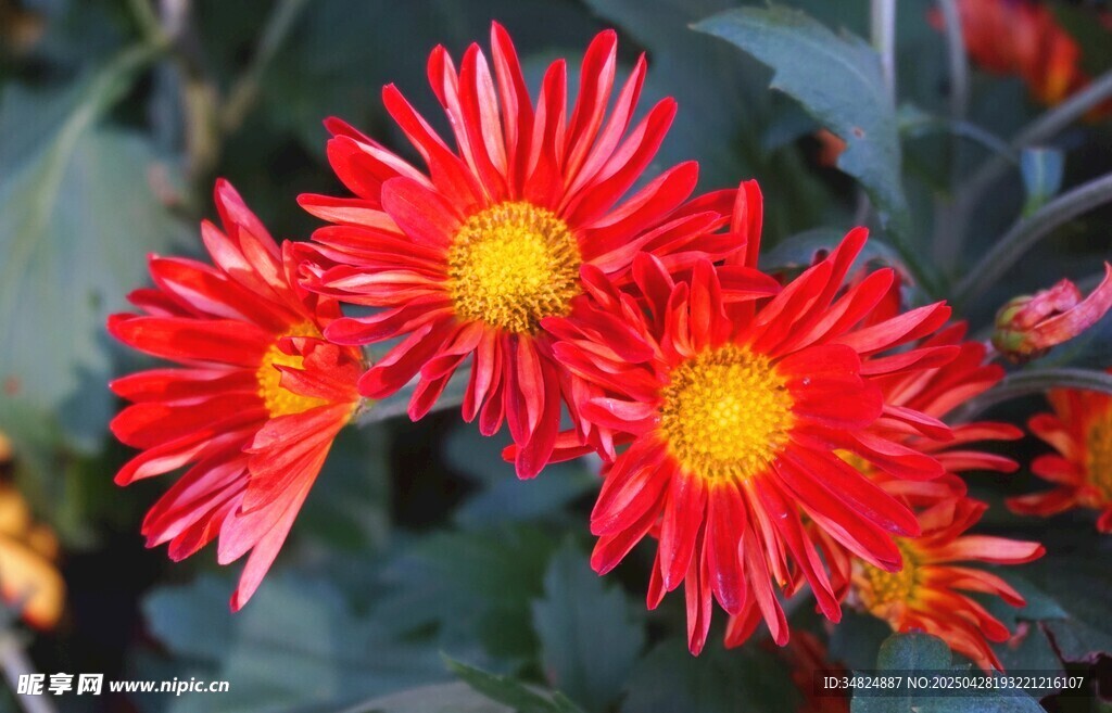 鮮艷紅色菊花綻放