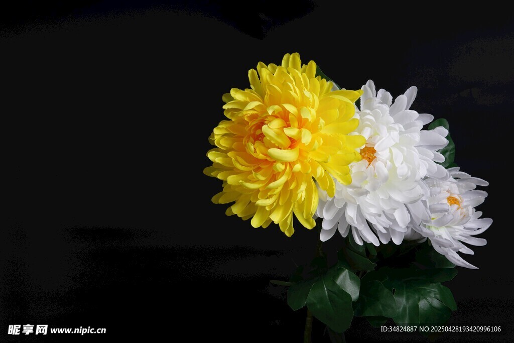 黃白雙色菊花特寫