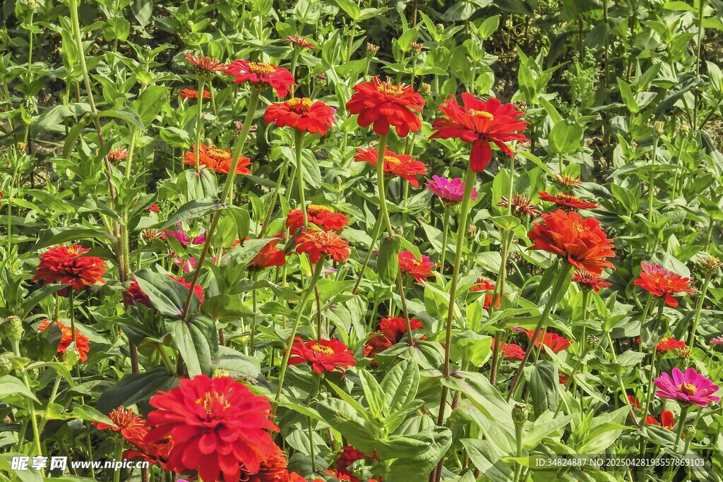 鮮艷紅花綻放于綠葉間