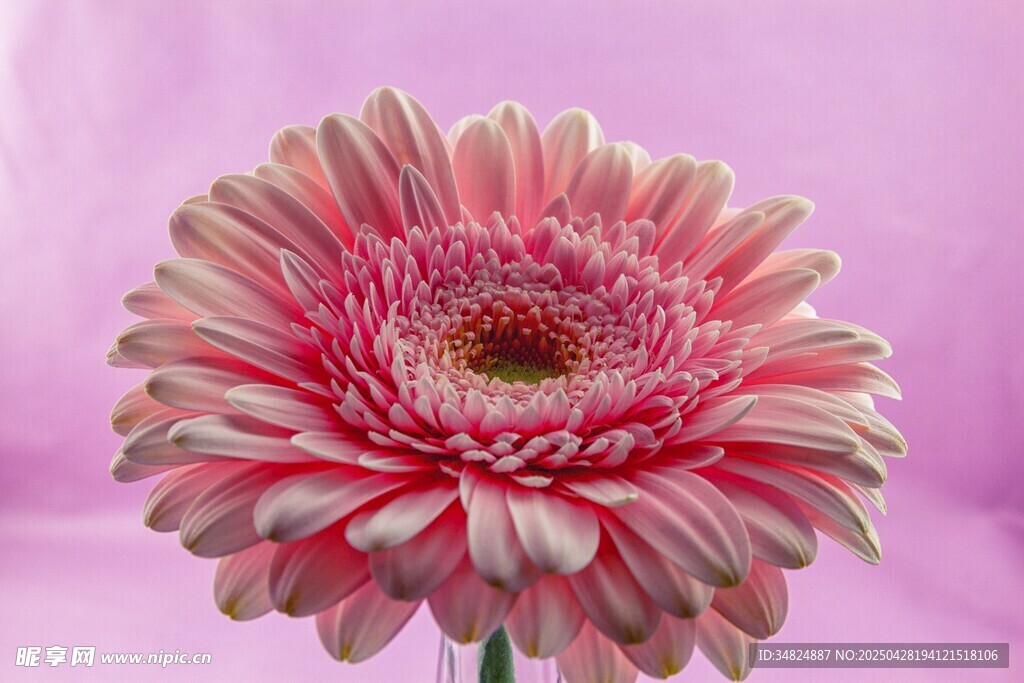 粉色非洲菊