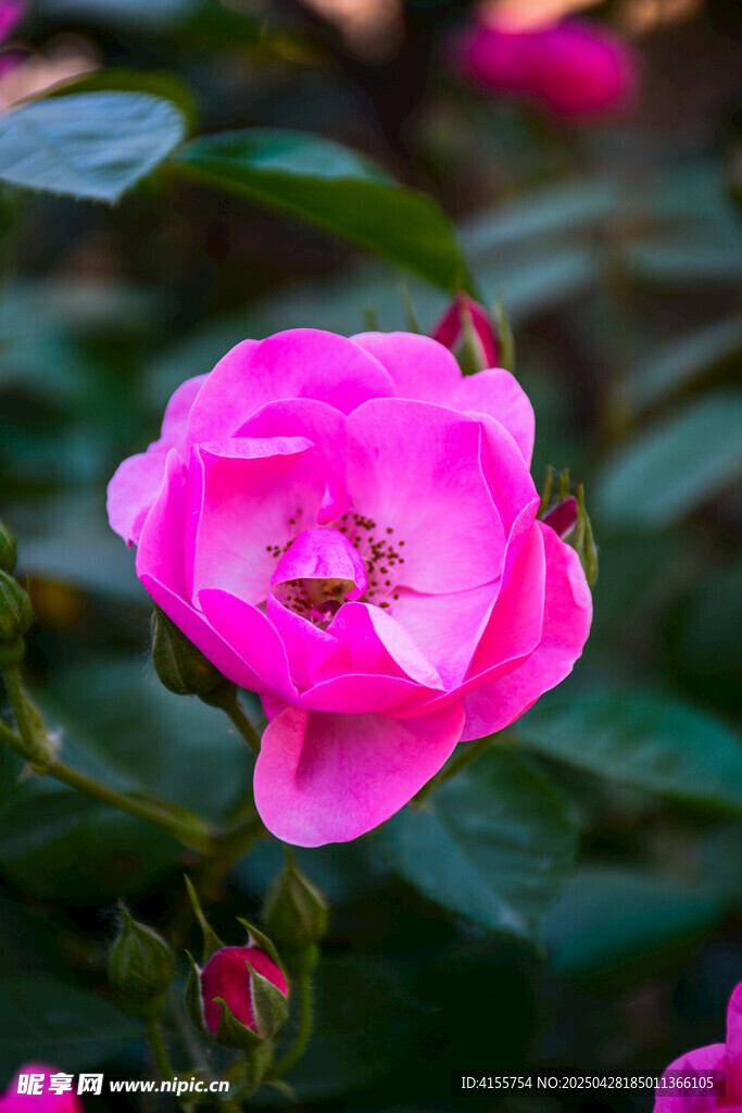 嬌艷粉色月季花綻放