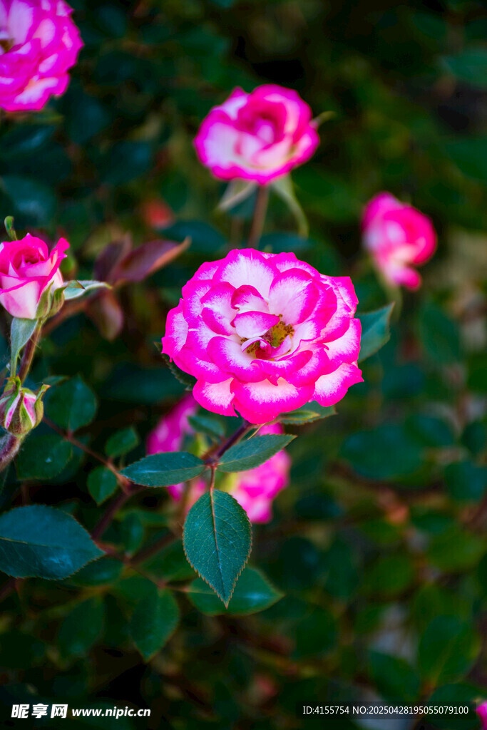 嬌艷雙色薔薇綻放