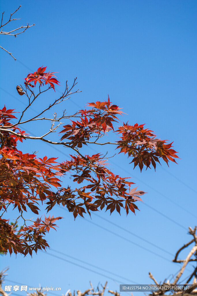 藍天映襯下的紅楓葉
