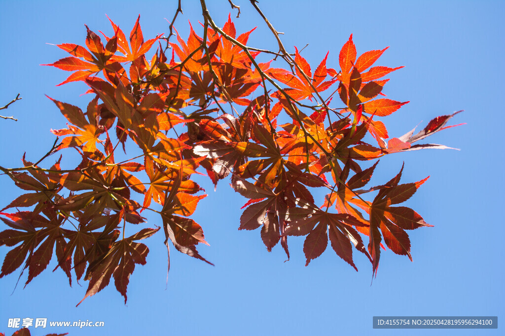 秋日紅楓葉映藍天