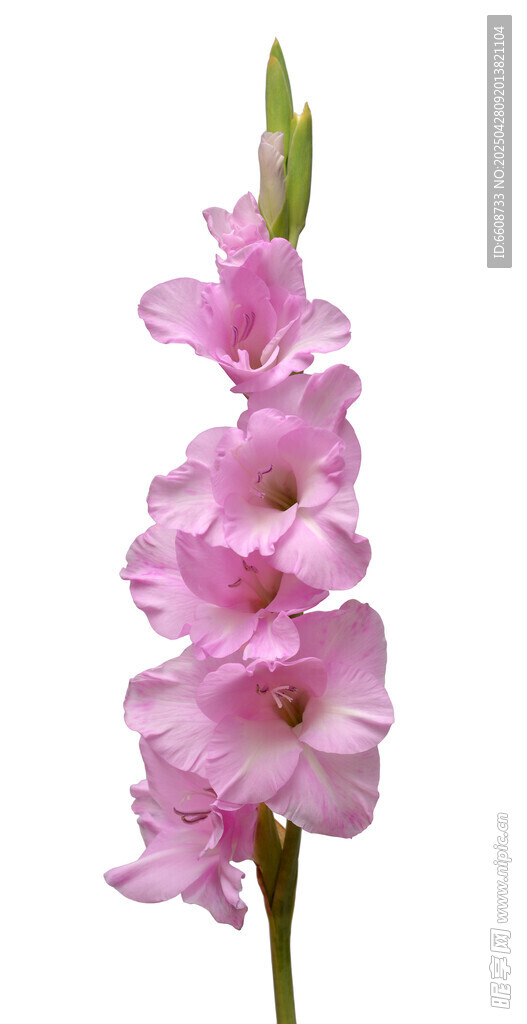 粉色唐菖蒲花特寫
