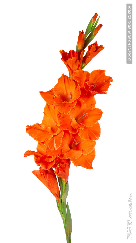 橙紅色唐菖蒲單枝花卉