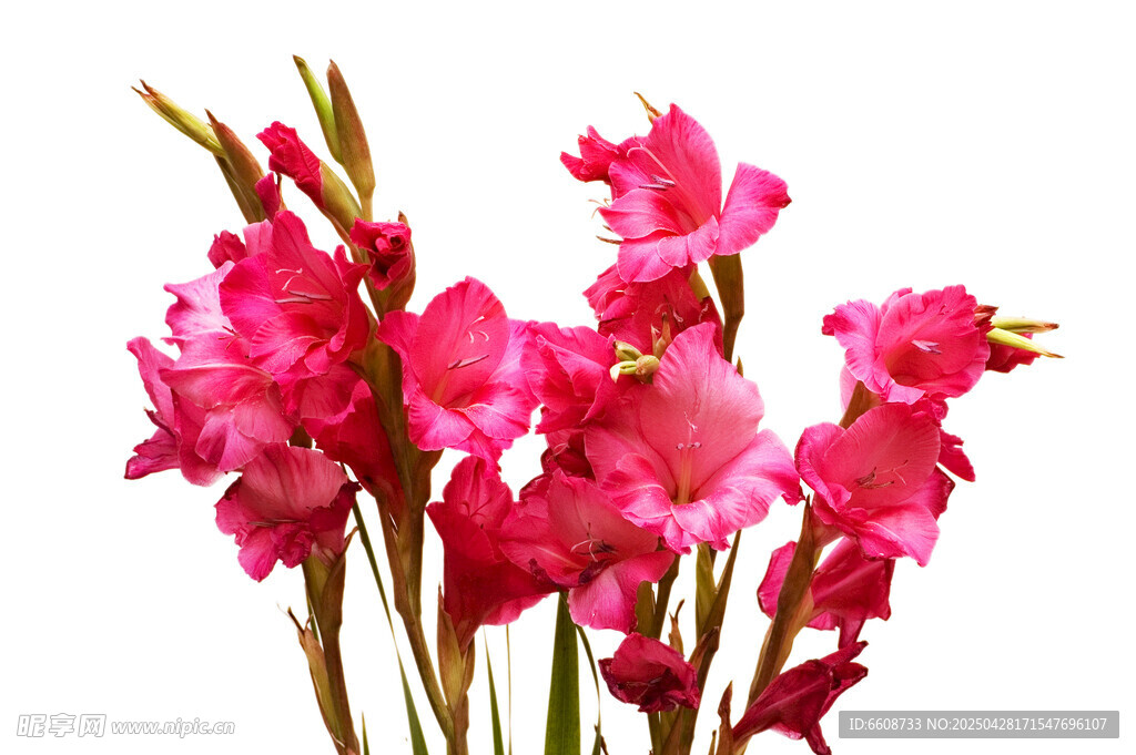 艷麗粉色唐菖蒲花束