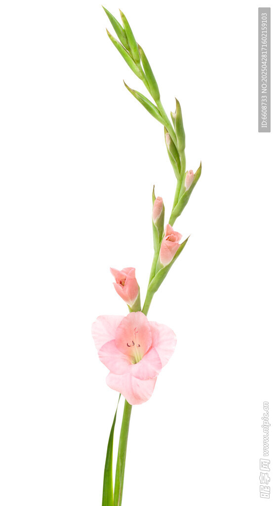 粉色花枝綻放美麗花朵