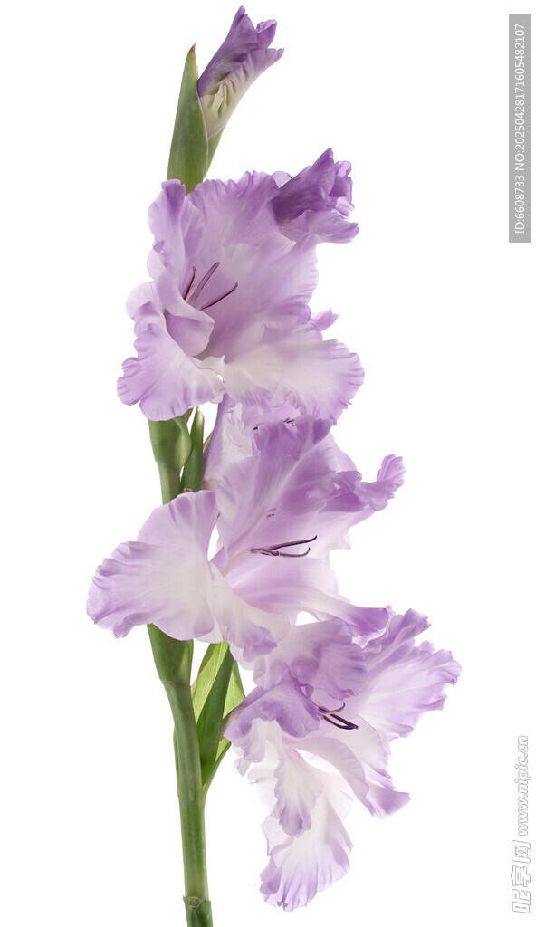 優雅紫色唐菖蒲花朵