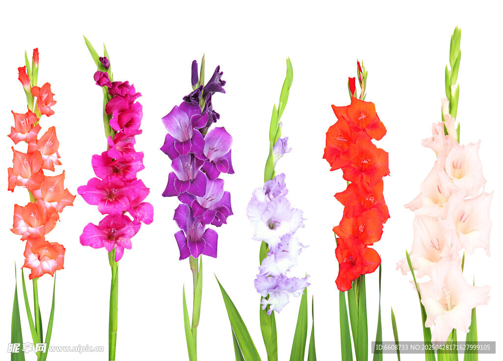 多彩唐菖蒲花綻放
