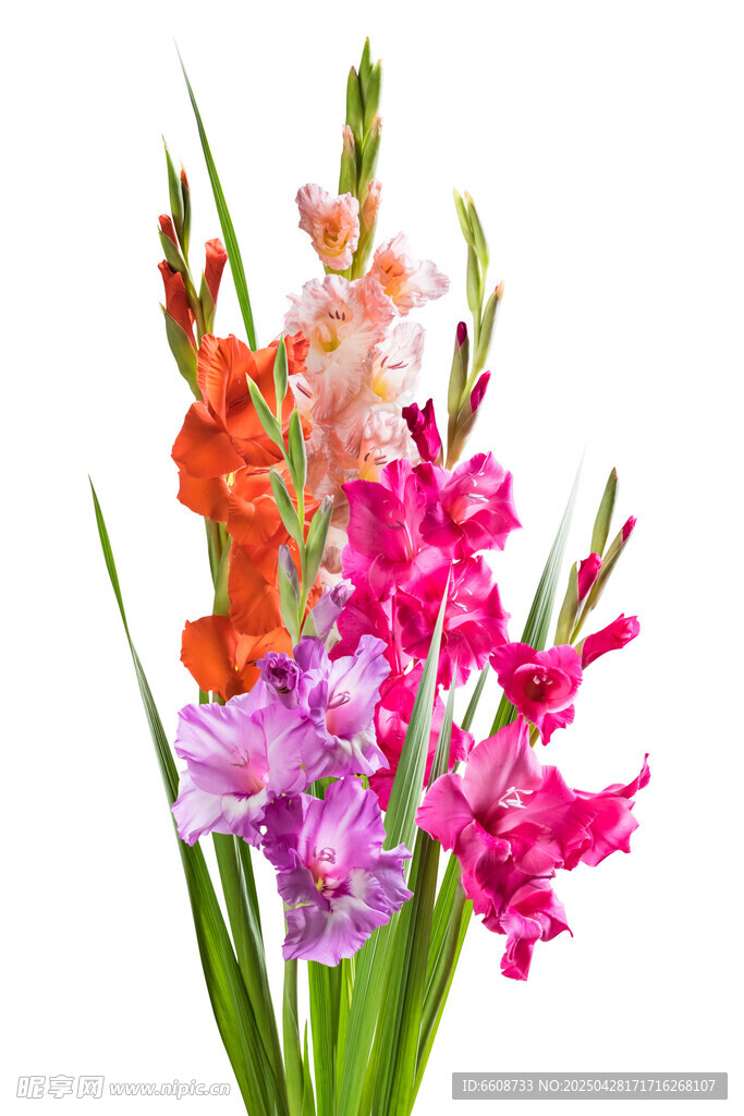 多彩唐菖蒲花束