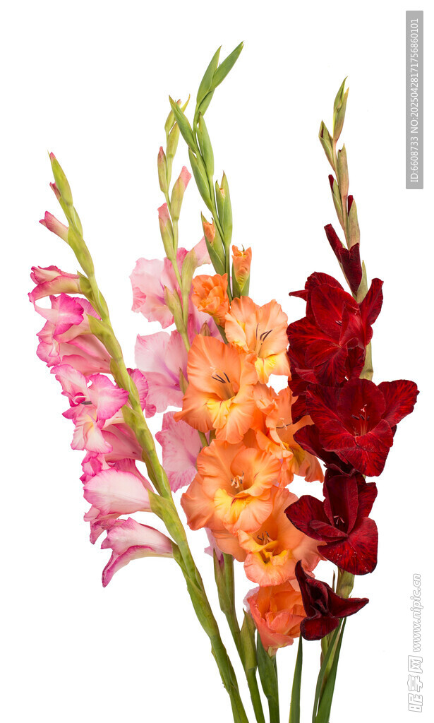 多彩唐菖蒲花束
