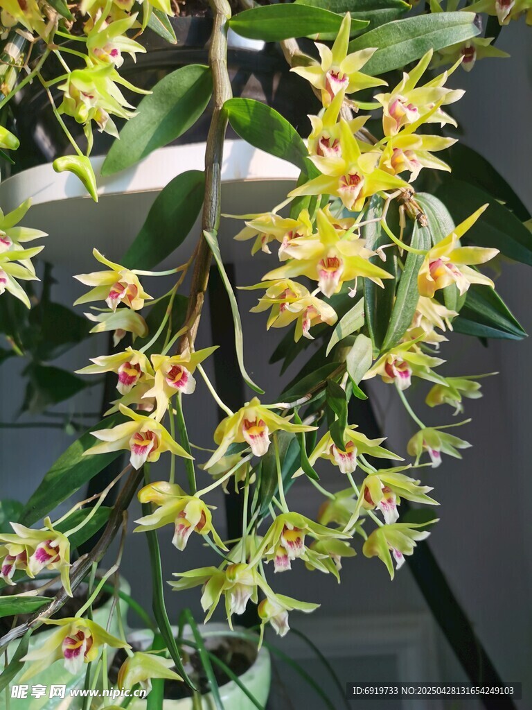 石斛蘭花
