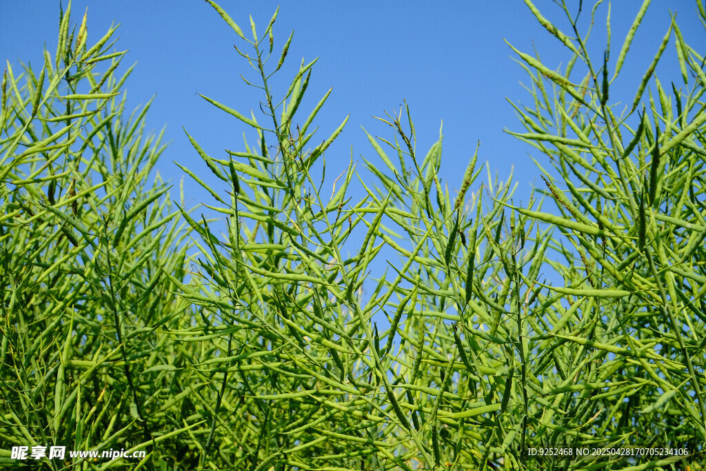 綠色油菜籽