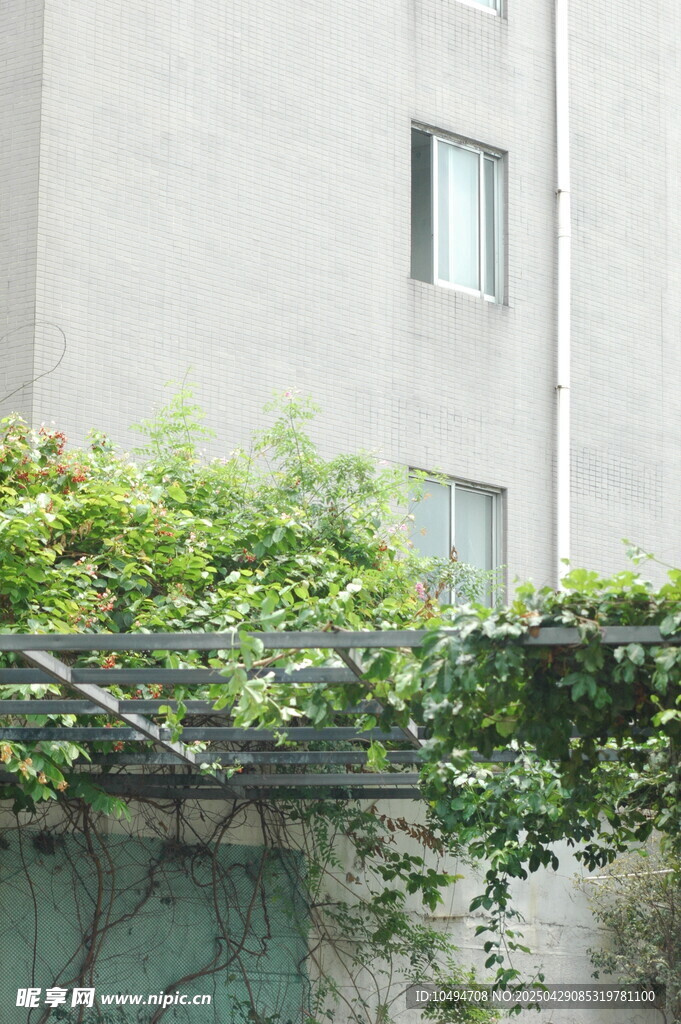 綠葉爬滿建筑外墻景觀