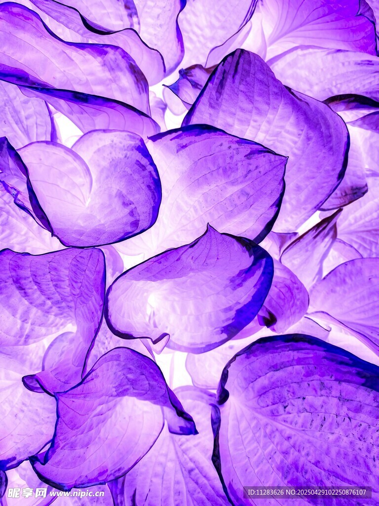 紫色花瓣特寫
