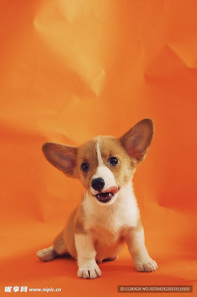 可愛柯基犬坐于橙色背景