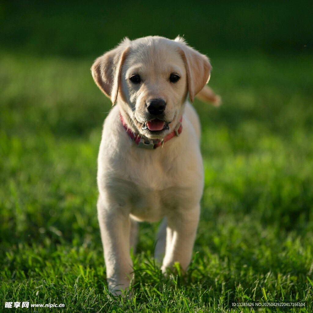 可愛(ài)拉布拉多幼犬在草地