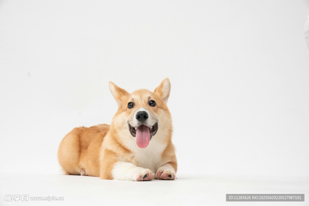 可愛柯基犬趴坐賣萌