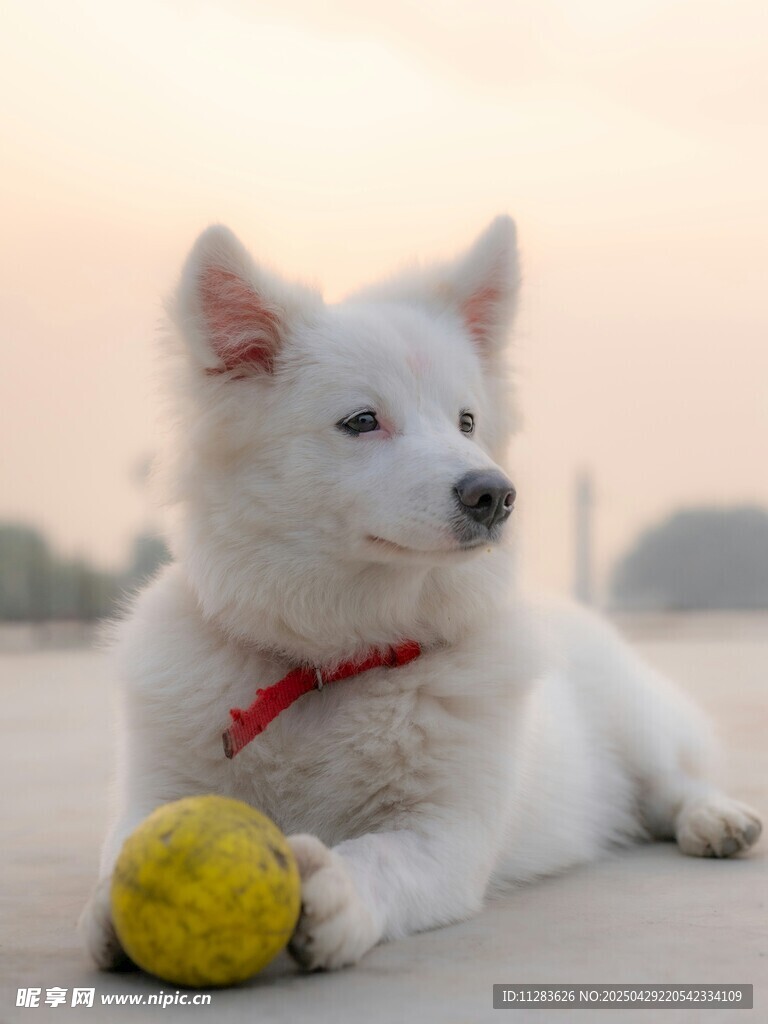 白狗抱黃球愜意休憩