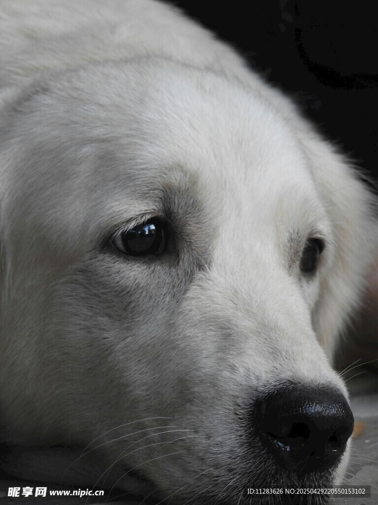 憂郁白犬特寫